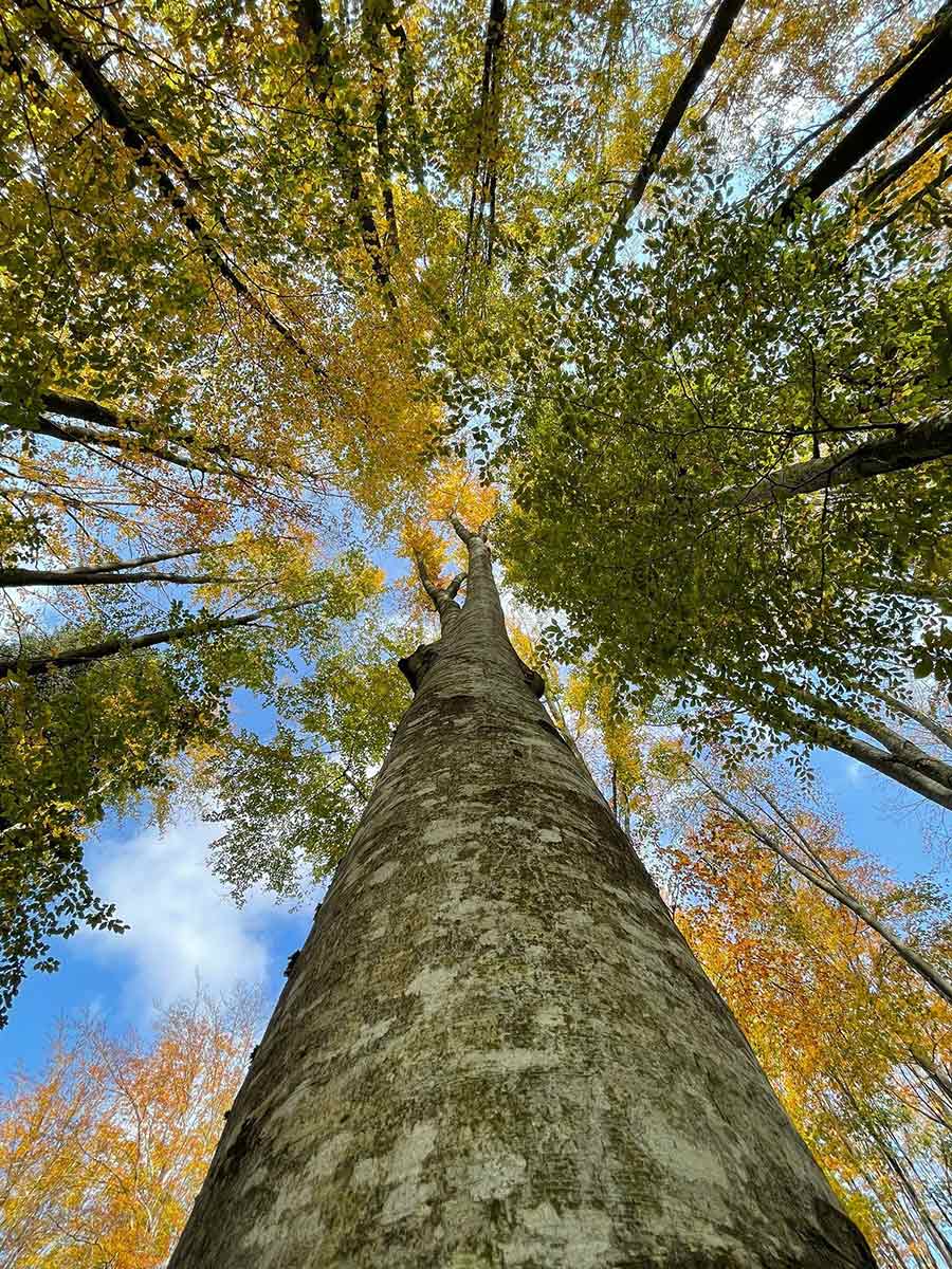 Escursioni DAutunno Sul Monte Amiata BookingAmiata