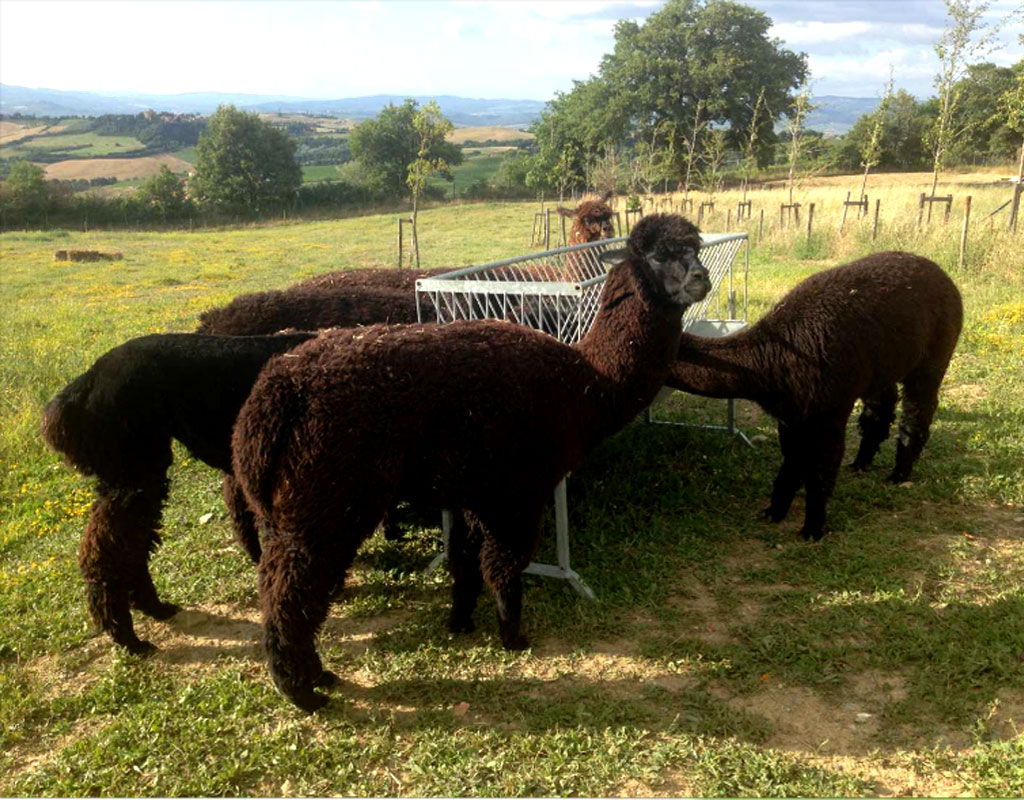 La storia dell'allevamento di Alpaca che qualche anno fa Riccardo e sua moglio hanno costruito alla pendici del Monte Amiata.