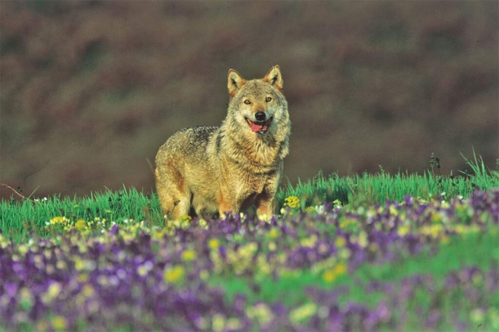 Family and easy trek Amiata, parco faunistico del Monte Amiata, Toscana. Vancanze e trekking per famiglie.