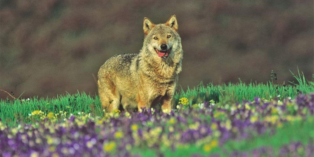 Family and easy trek Amiata, parco faunistico del Monte Amiata, Toscana. Vancanze e trekking per famiglie.