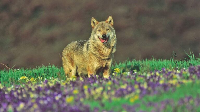 Family and easy trek Amiata, parco faunistico del Monte Amiata, Toscana. Vancanze e trekking per famiglie.