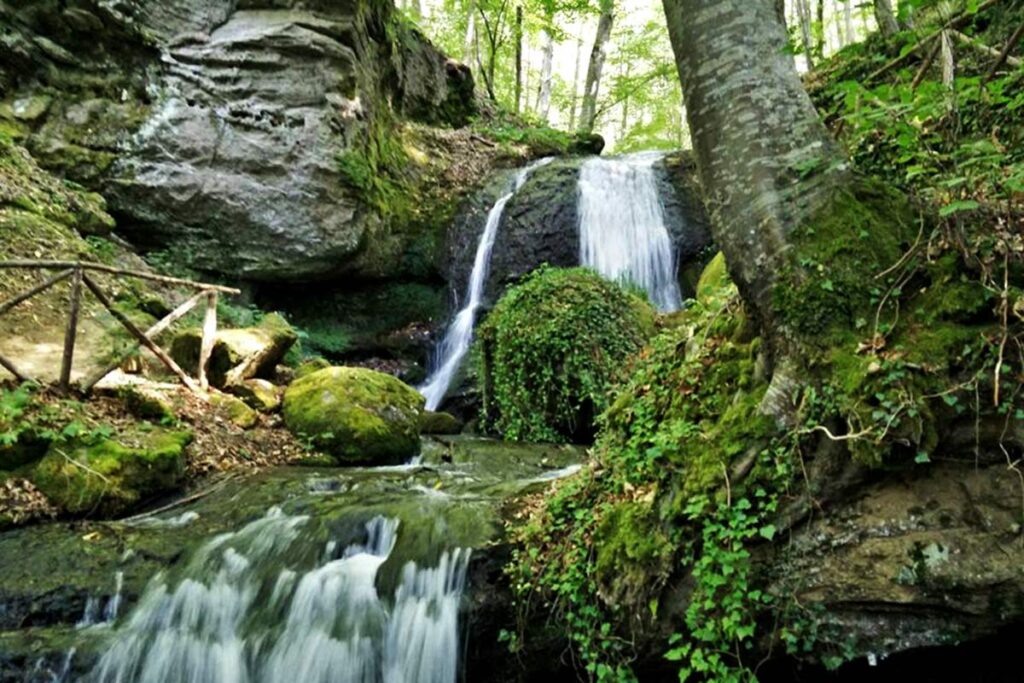 Una passeggiata all'interno del bosco di Vivo d'Orcia sul Monte Amiata raccontata da Luca, guida ambientale escursionistica.