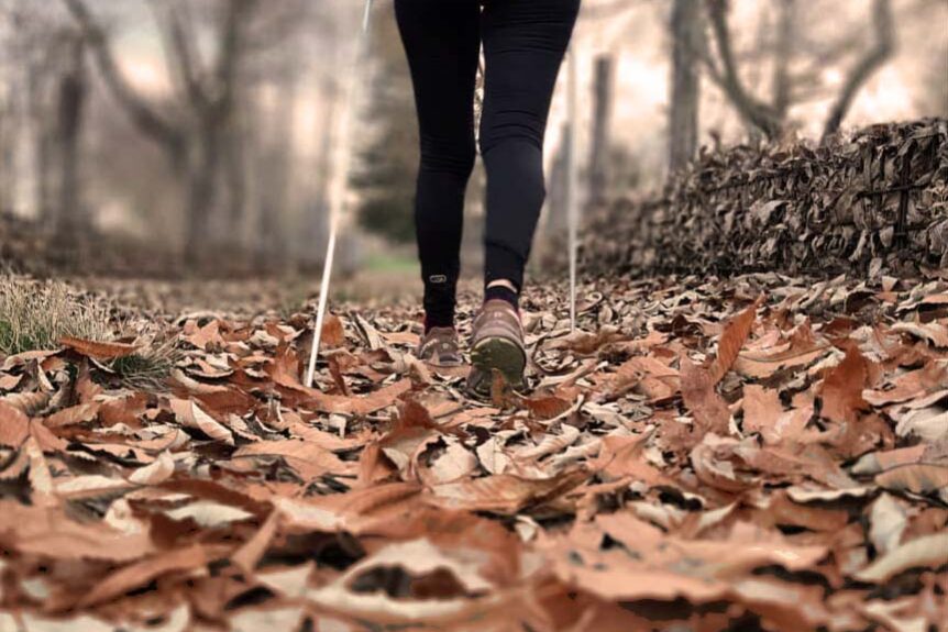 bosco in autunno sul Monte Amiata, Toscana. Trekking in autunno, feste d'autunno.