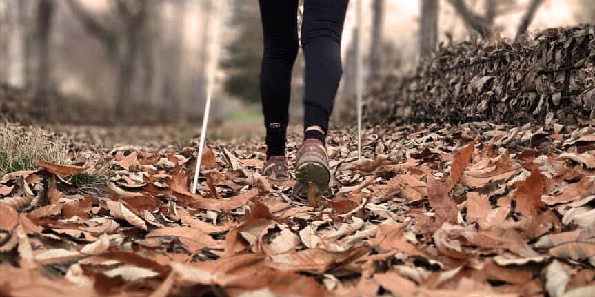 bosco in autunno sul Monte Amiata, Toscana. Trekking in autunno, feste d'autunno.