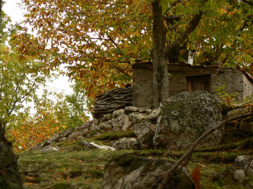 Le emozioni e i ricordi della guida escursionistica Mario Malinverno camminando nei castagneti del Monte Amiata nel periodo autunnale