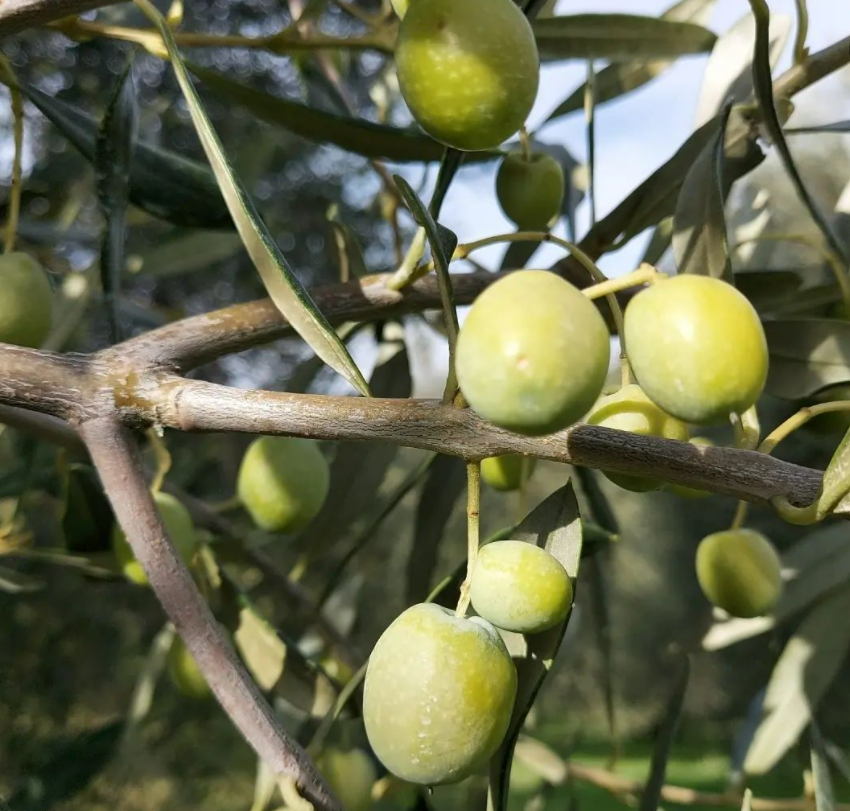 La raccolta dell'Olivastra Seggianese tramandata di generazione in generazione dalla Cooperativa La Seggianese