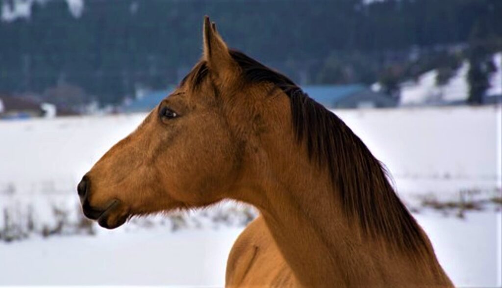 Uscire a cavallo in inverno sul Monte Amiata ha il suo fascino. Manola dell'Agriturismo La Guinza ci racconta perché.