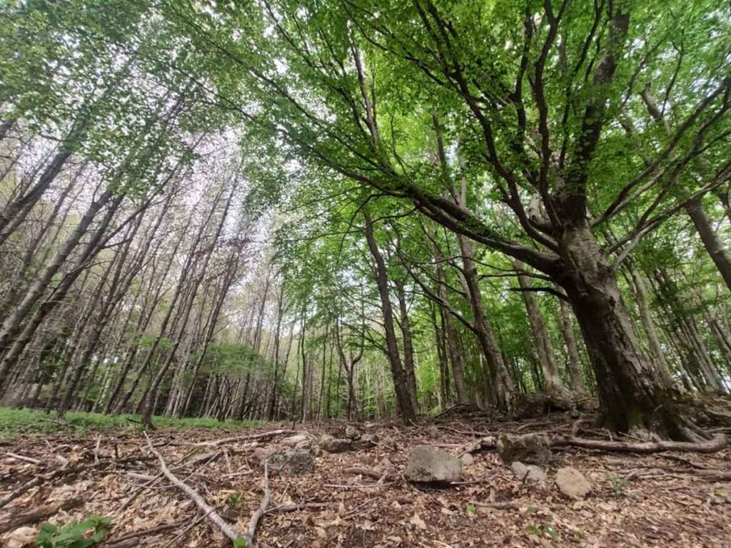 Uno dei migliori percorsi da fare a primavera sul Monte Amiata raccontato da Roberto, guida escursionistica ambientale.