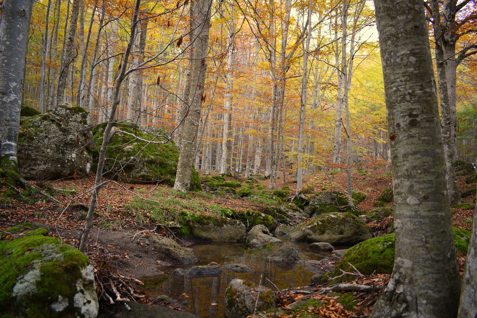 Faggeta in autunno sul Monte Amiata, Toscana. Trekking in autunno, sagre d'autunno.