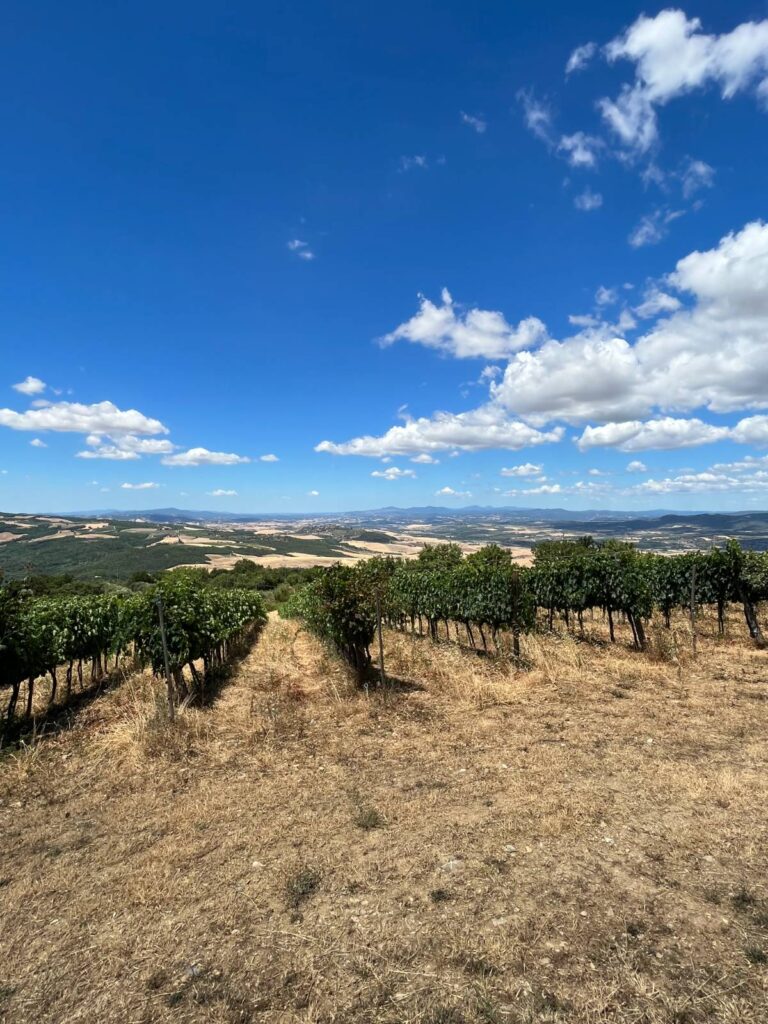 Bakkanali è una giovane Azienda biodinamica situata a 600m sul livello del mare, nel versante nord-ovest del Monte Amiata. Coltiviamo 8,5 ettari di vigna, principalmente Sangiovese e 300 ulivi. Credi...