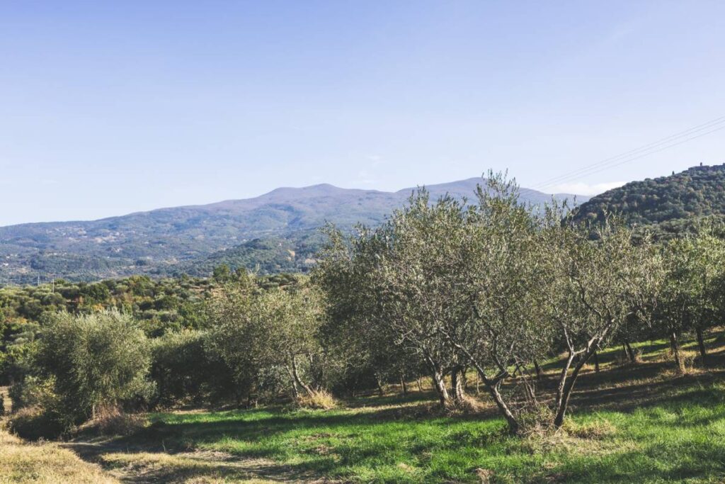 Degustazione guidata di due delle nostre etichette di olio evo bio. Prima assaggeremo gli oli dai bicchierini come avviene negli assaggi ufficiali per apprezzarne al meglio profumi e aromi per poi pot...