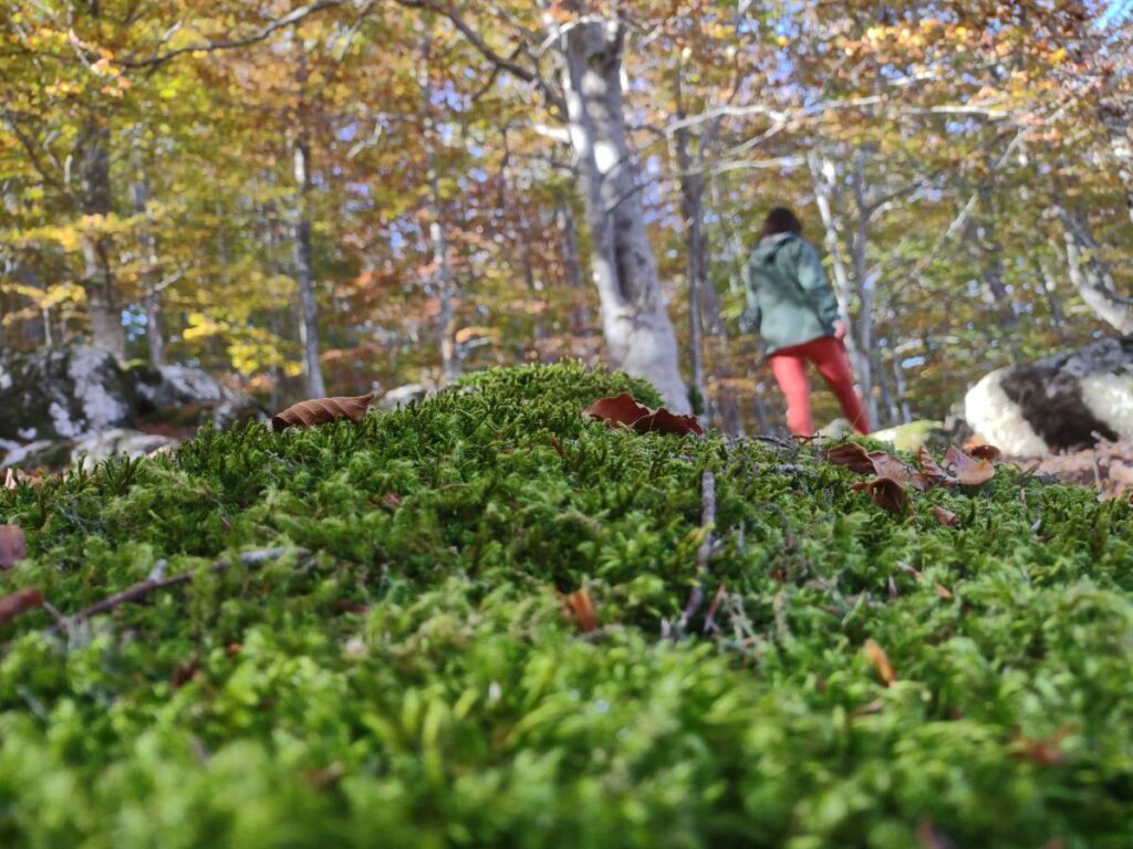 La terapia alla base del Forest Bathing (detta anche Shinrin Yoku) prende spunto da un'importante ramo della scienza medica, la quale sostiene che trascorrere più tempo nella natura possa avere alcun...