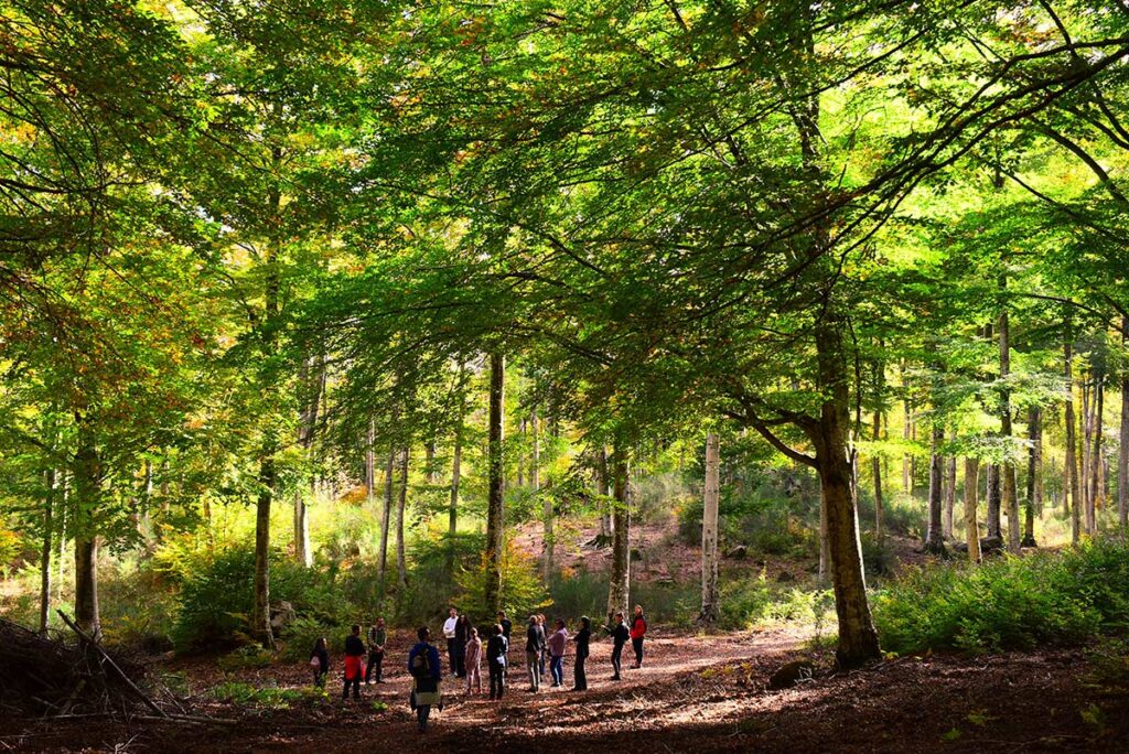 Slow trekking e benessere, Forest bathing sul Monte Amiata, Toscana