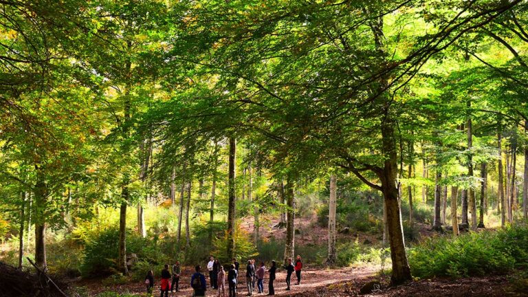 Slow trekking e benessere, Forest bathing sul Monte Amiata, Toscana