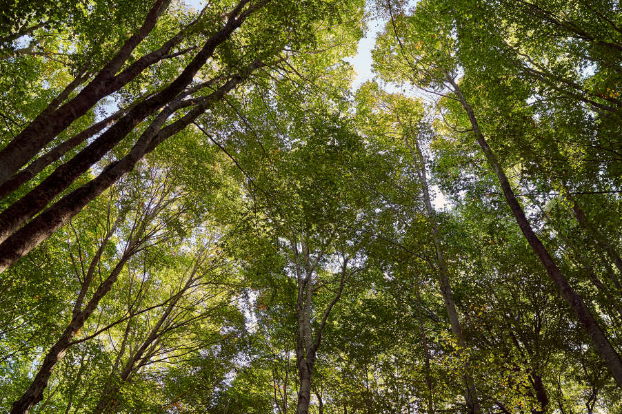 Immergersi nel Verde del Monte Amiata, circondato da profumi e silenzi immemori. Le passeggiate nelle maestose faggete, la contemplazione del silenzio. Poi il benessere nella nostra Area Relax Regala...