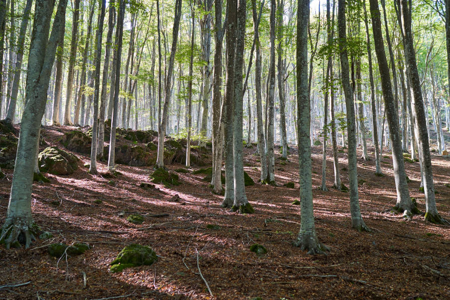 L'Area Relax dove si possono trovare: sauna a raggi infrarossi, idromassaggio, doccia solare, percorso sensoriale ed una piccola palestra. I cinque Centri termali del territorio. Inoltre il nostro Ris...