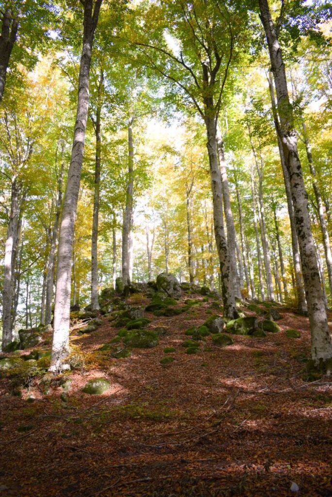 In questo soggiorno vivremo unesperienza unica di Bagno di Foresta (Forest Bathing) nelle aree certificate del Monte Amiata. 1 giorno seguiti passo passo da un guida ambientale facilitatore, che ci ed...