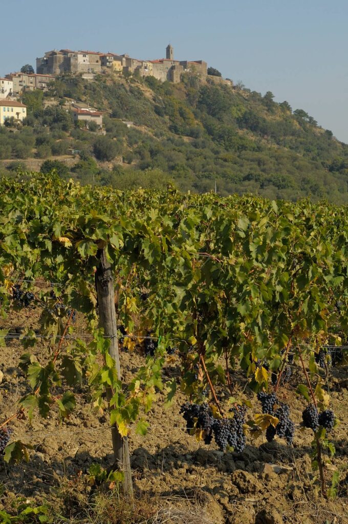 Degustazione di due delle nostre etichette di vino naturale biologico: un IGT Toscana bianco e un IGT Toscana rosso o DOC Montecucco rosso secondo disponibilità.