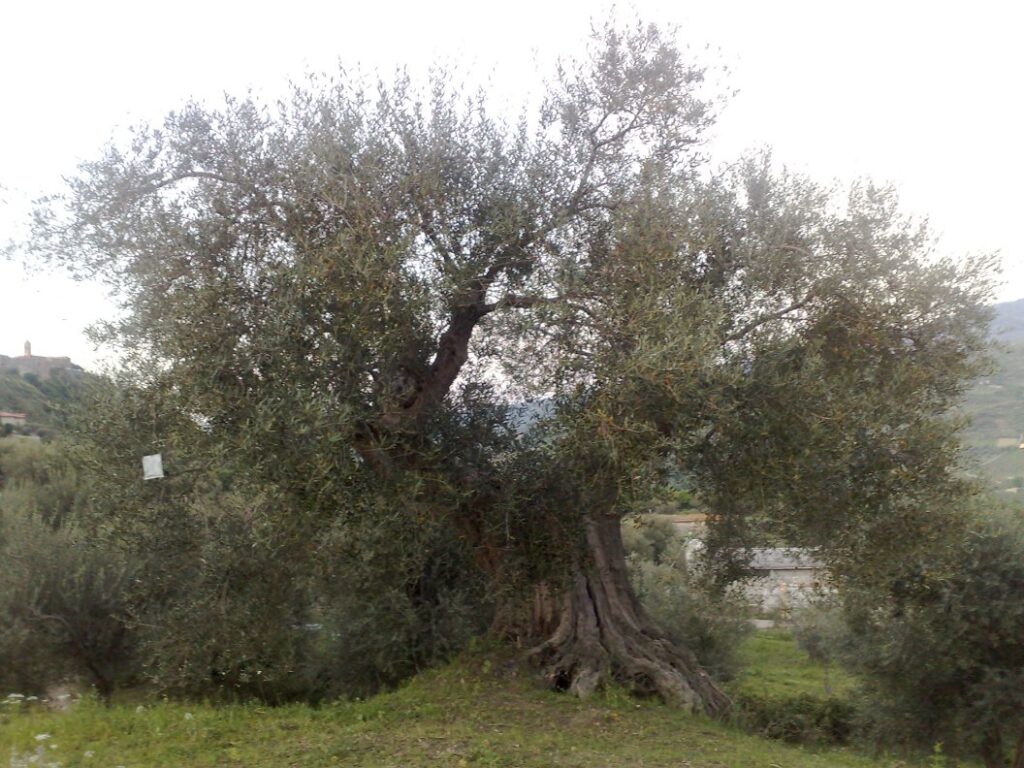 Iniziamo con una passeggiata all'esterno per vedere il nostro olivo millenario simbolo dell'azienda fin dalla sua nascita per poi addentrarci nel frantoio e nella cantina dove vi spieghiamo i processi...