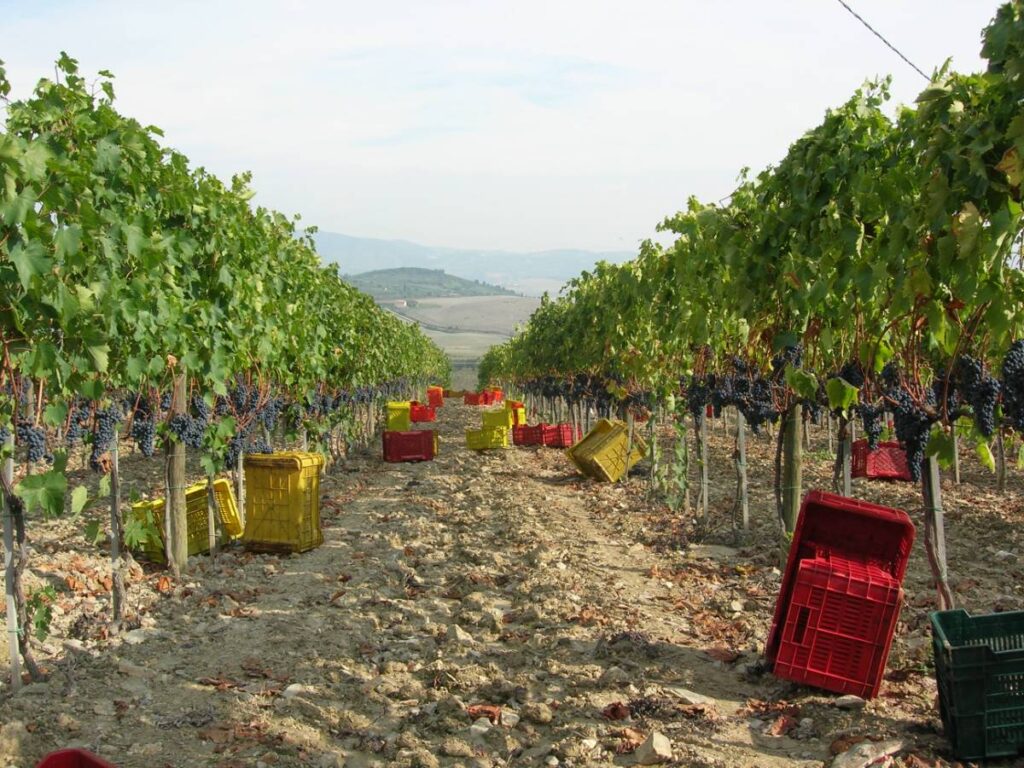 L Amiata e la Maremma si uniscono in una sola terra, che offre sapori antichi e diversi, forti e delicati. Sulla Strada del vino e dei Sapori dAmiata si possono percorrere diversi itinerari; ve ne sug...