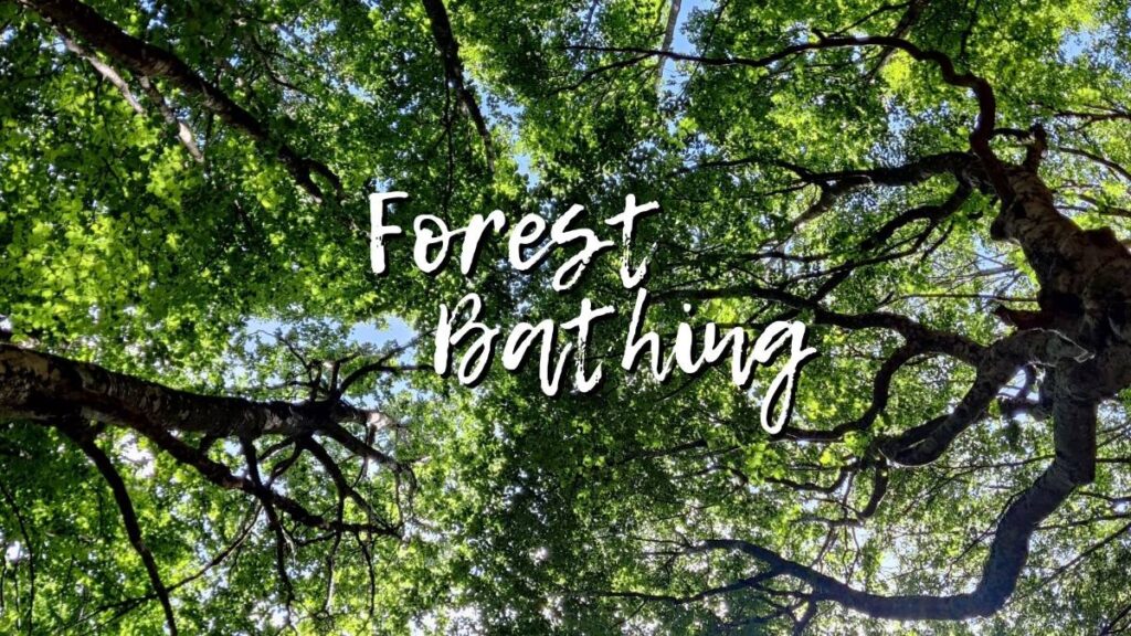 Sul Monte Amiata si trovano le prime 5 aree italiane che hanno ricevuto la certificazione per la fruizione degli effetti benefici del Forest Bathing (Bagno di Foresta). I criteri che le rendono idon...