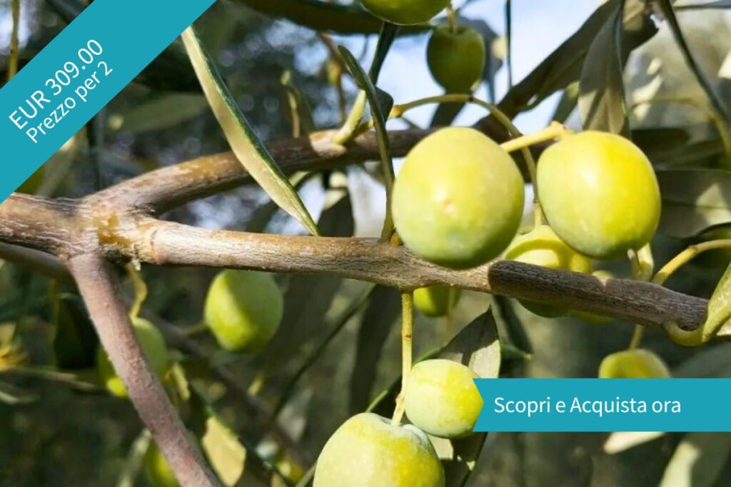 Trekking tra gli ulivi e visite ai frantoi con degustazione di olio amiatino: un viaggio tra natura e gusto, guidato solo per te. Il pacchetto include: - 2 ore di escursione con guida ambientale in es...