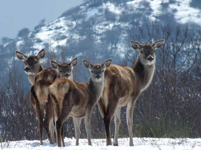 Il Parco Faunistico del Monte Amiata è un Giardino zoologico istituito ai sensi del D.Lgs. 73/2005 che si estende per circa 80 ettari all'interno della meravigliosa Riserva Naturale Regionale del Mon...