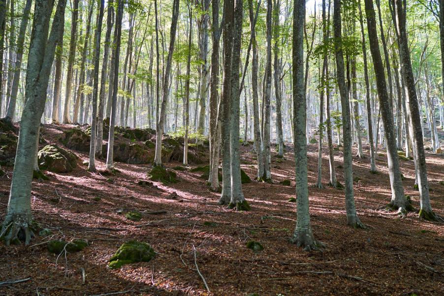 L'Area Relax dove si possono trovare: sauna a raggi infrarossi, idromassaggio, doccia solare, percorso sensoriale ed una piccola palestra. I cinque Centri termali del territorio. Inoltre il nostro Ris...