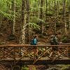 Trekking sul Monte Amiata boschi, borghi e sentieri, faggeta, booking amiata in Toscana