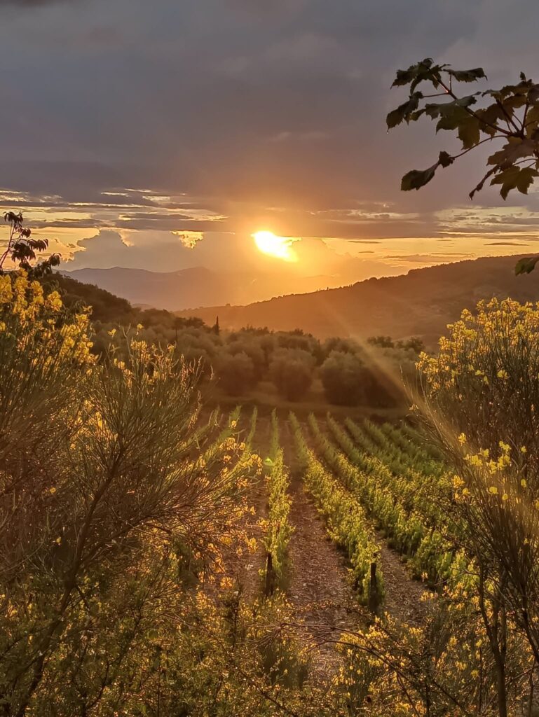 Degustazioni e Visite in Azienda
